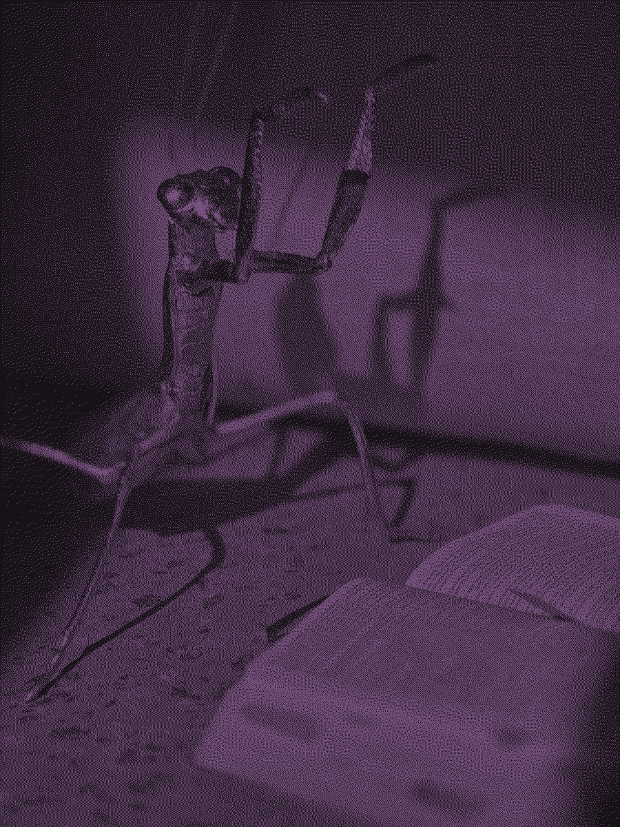 A praying mantis beside an open Bible, casting a large shadow behind it.